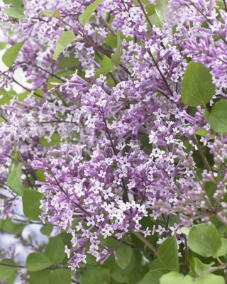 Flowerfesta® Purple Dwarf Lilac