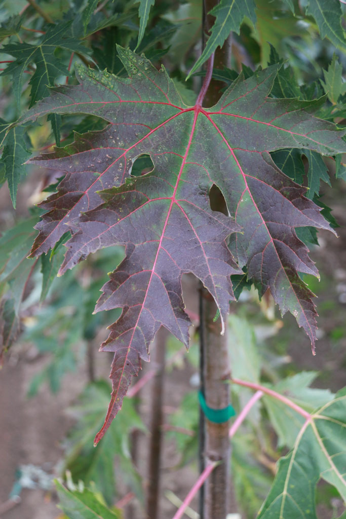 Acer saccharinum 'JFS H1'
