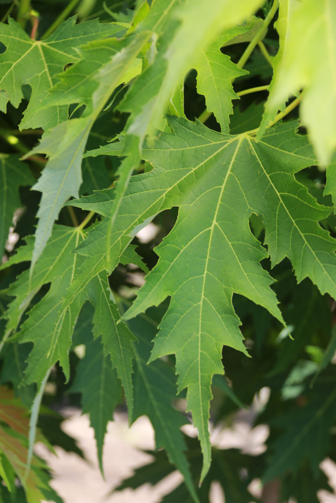 Acer saccharinum 'JFS H1'