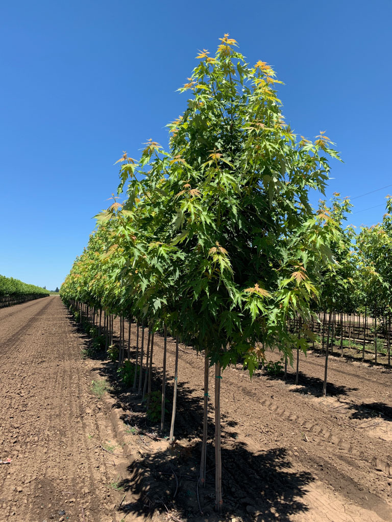 Symatree Silver Maple