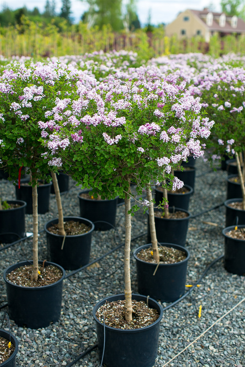 Syringa meyeri 'Palibin' Std.