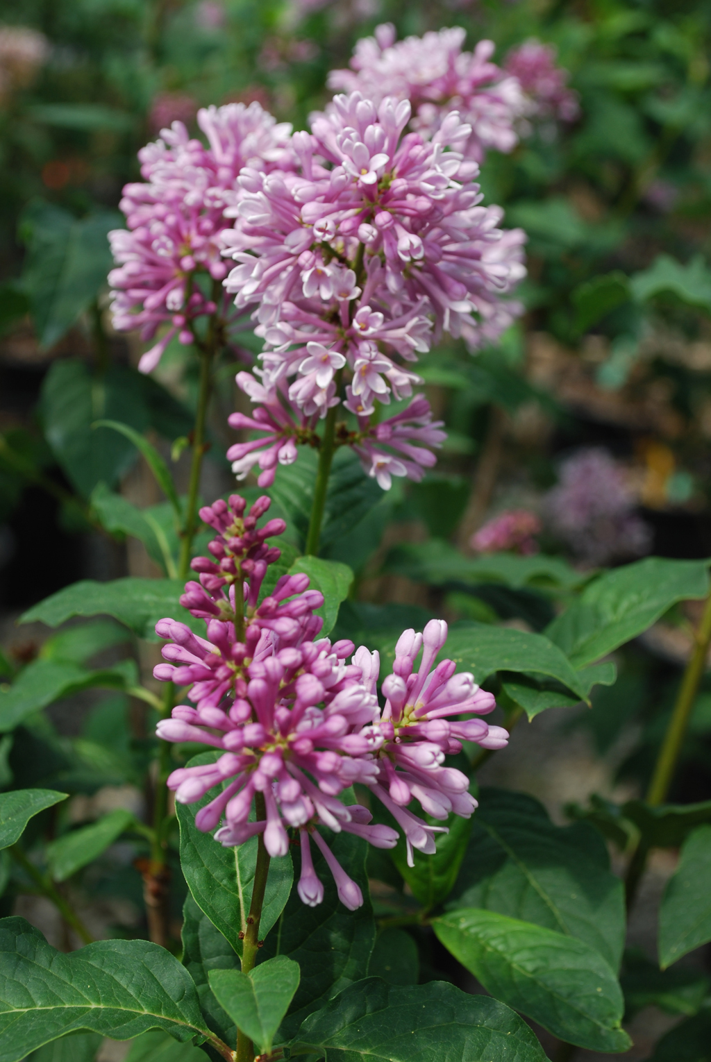 Syringa x prestoniae 'Minuet'