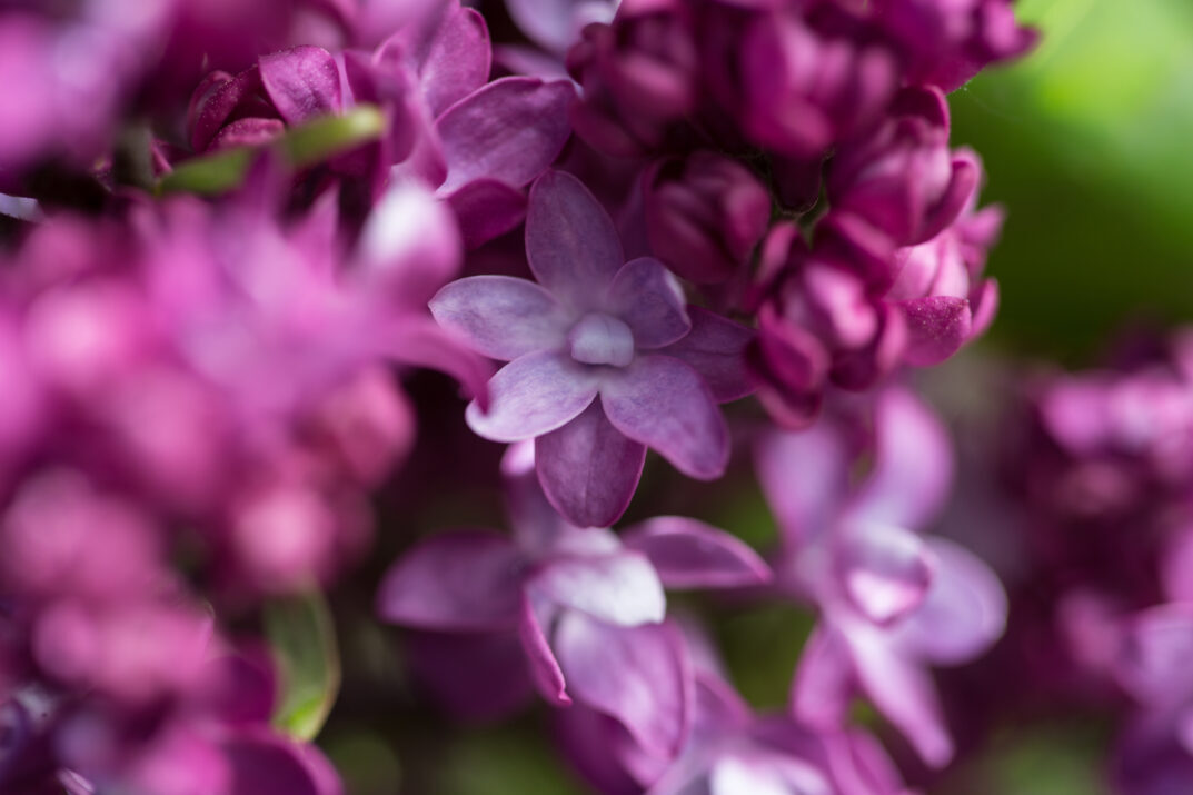 Bailey Nurseries / First Editions®