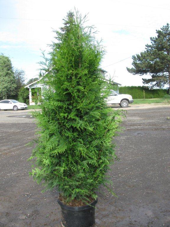 Thuja plicata 'Excelsa'
