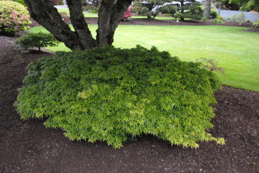 Acer palmatum 'Tamahime'