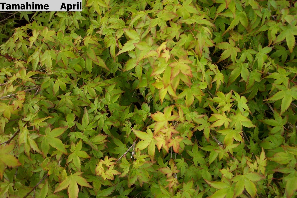 Acer palmatum 'Tamahime'