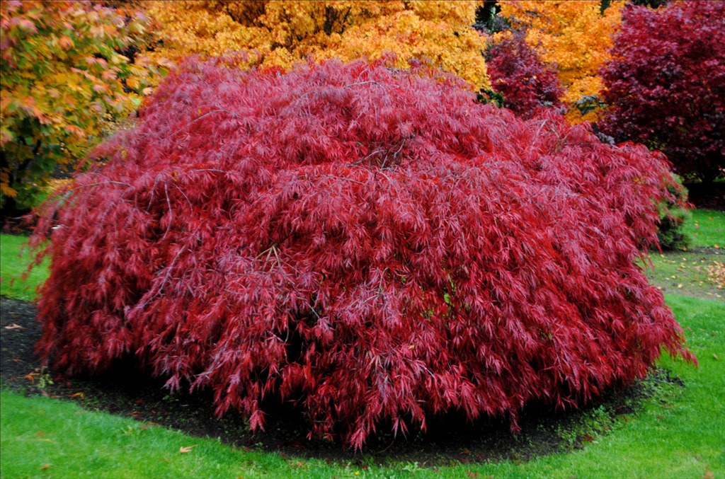 Acer palmatum var. dissectum 'Tamukeyama'