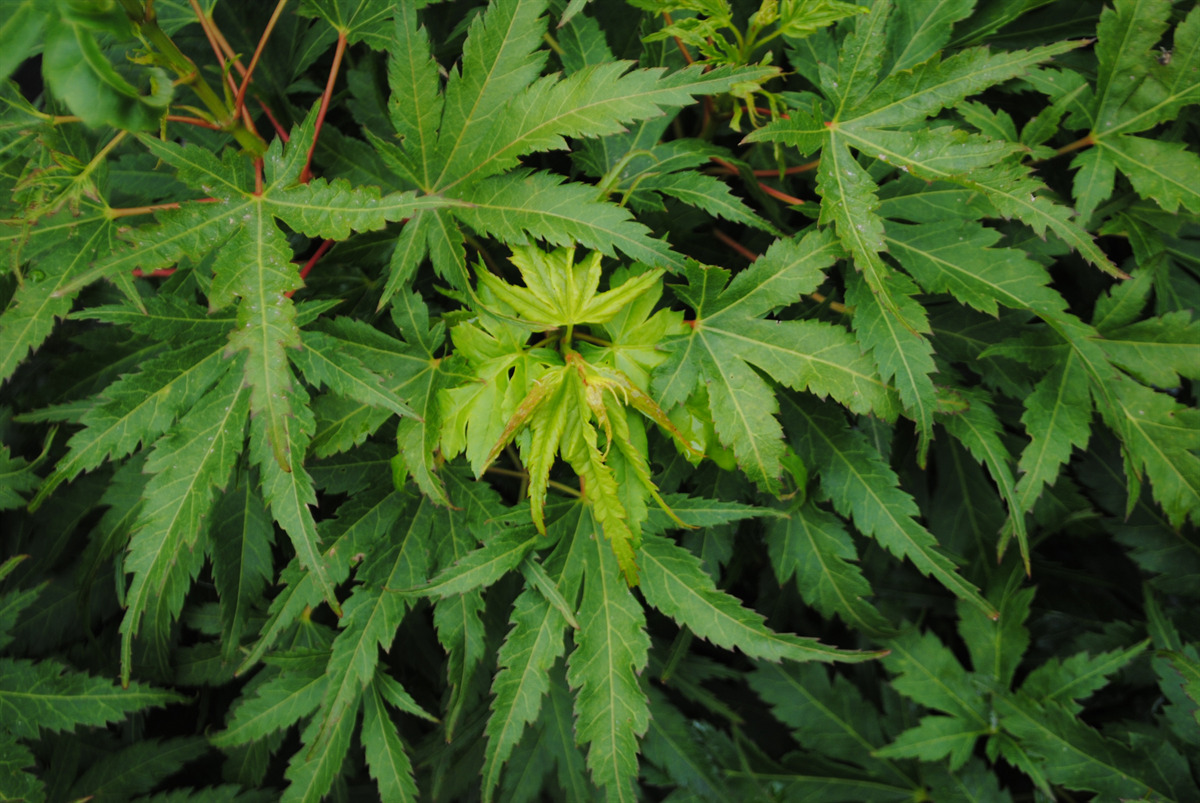 Acer palmatum 'Tattoo'