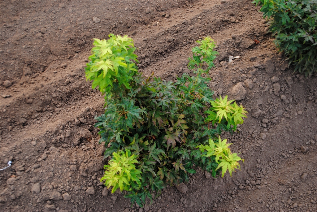 Acer palmatum 'Tattoo'