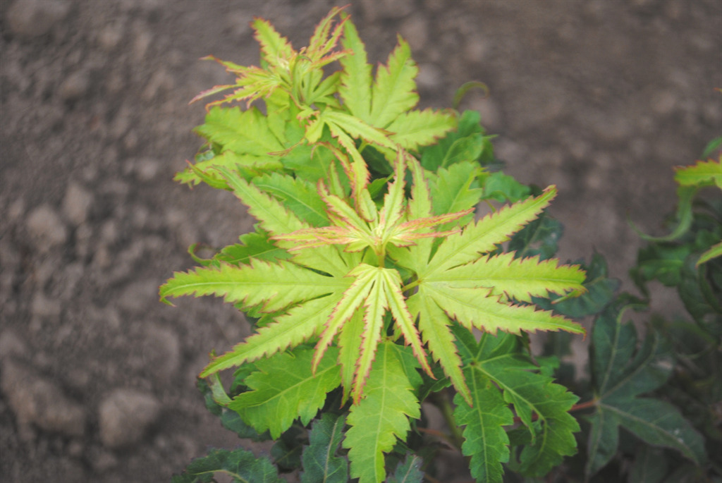 Acer palmatum 'Tattoo'