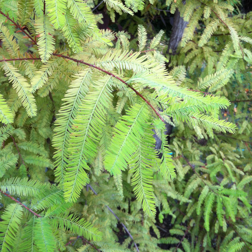 Taxodium distichum