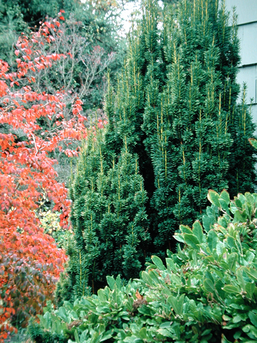 Taxus baccata 'Fastigiata'