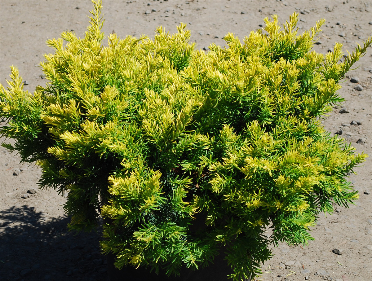 Taxus cuspidata 'Nana Aurescens'