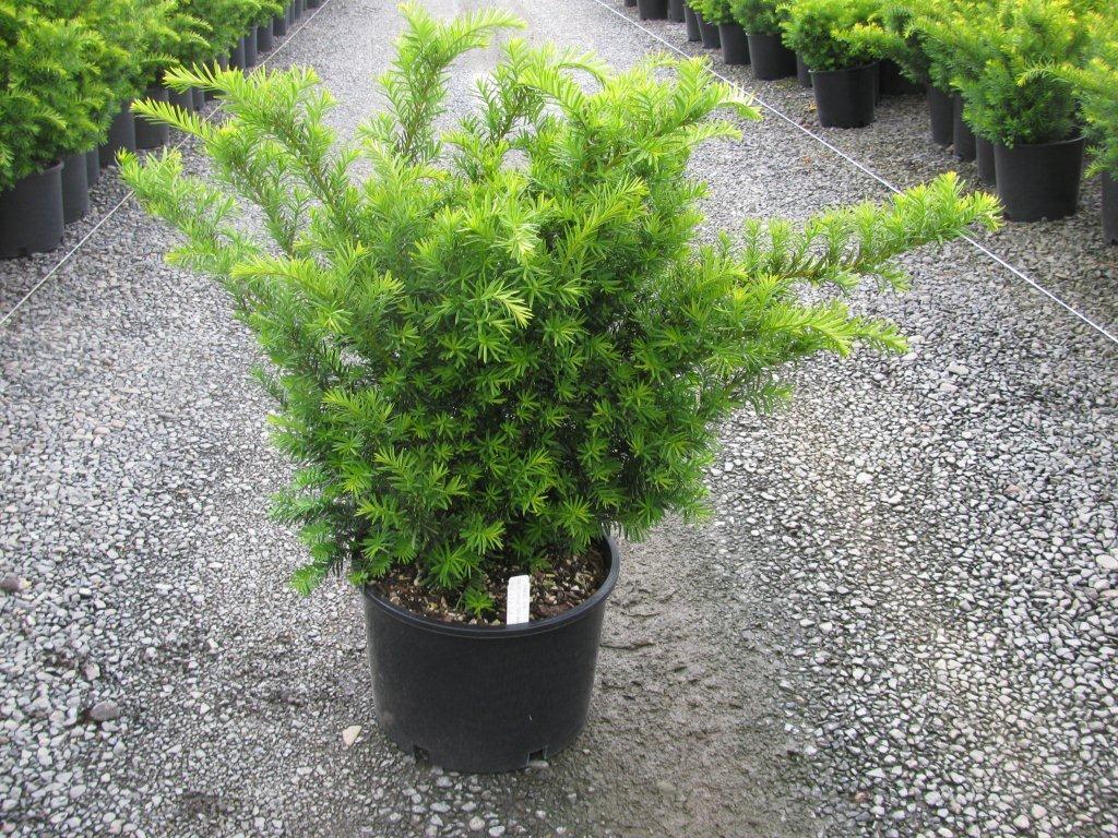 Taxus x media 'Dark Green Spreader'