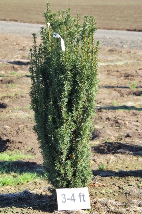 Maureen Hybrid Yew