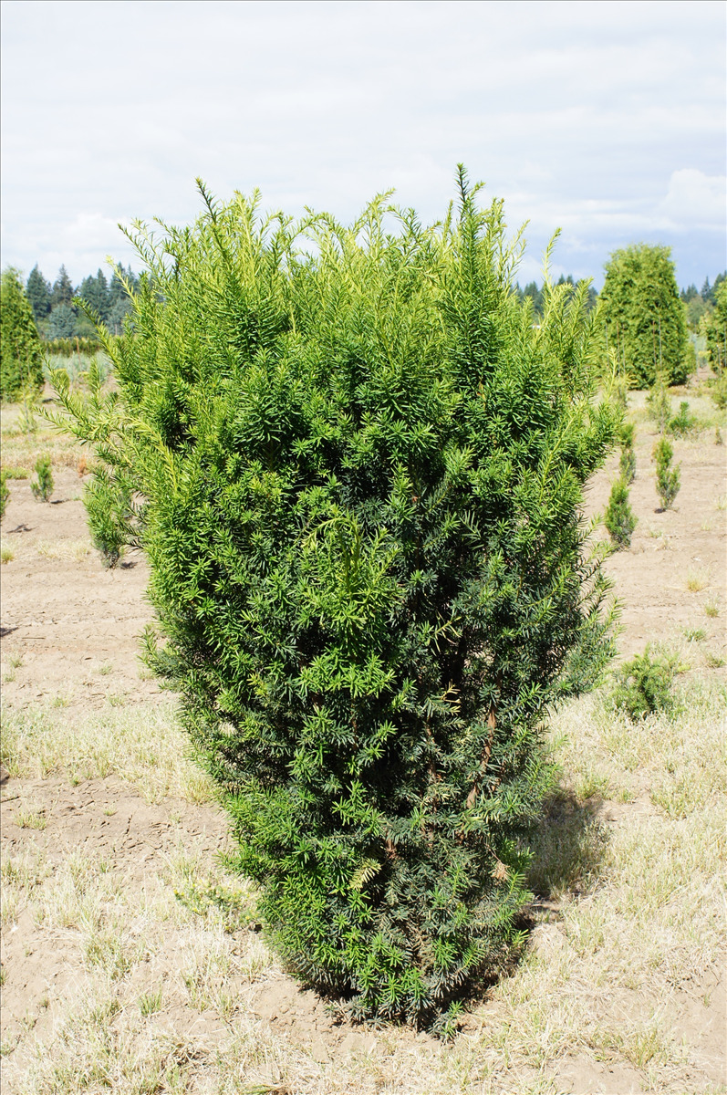 Taxus x media 'Hicksii'