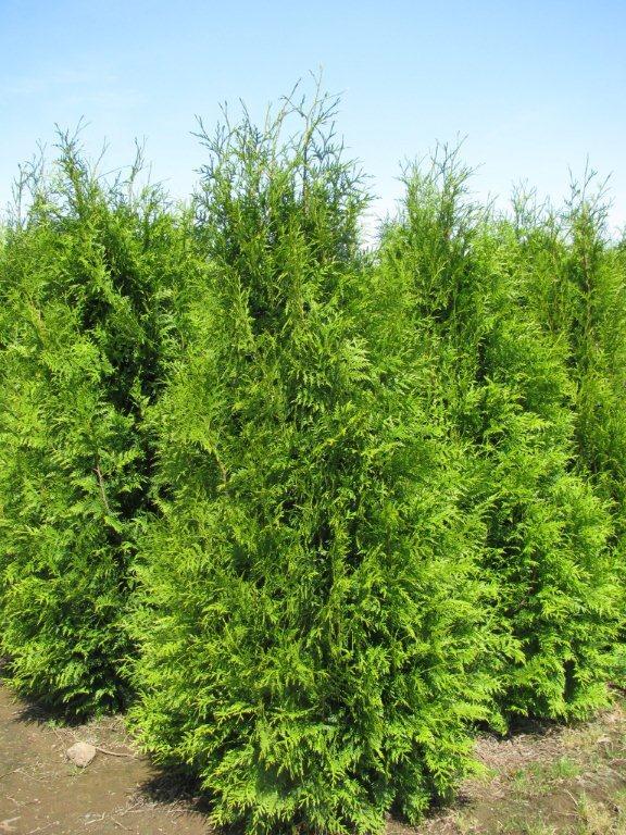 Thuja plicata 'Excelsa'