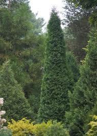 Thuja occidentalis 'Art Boe'™ PP22174
