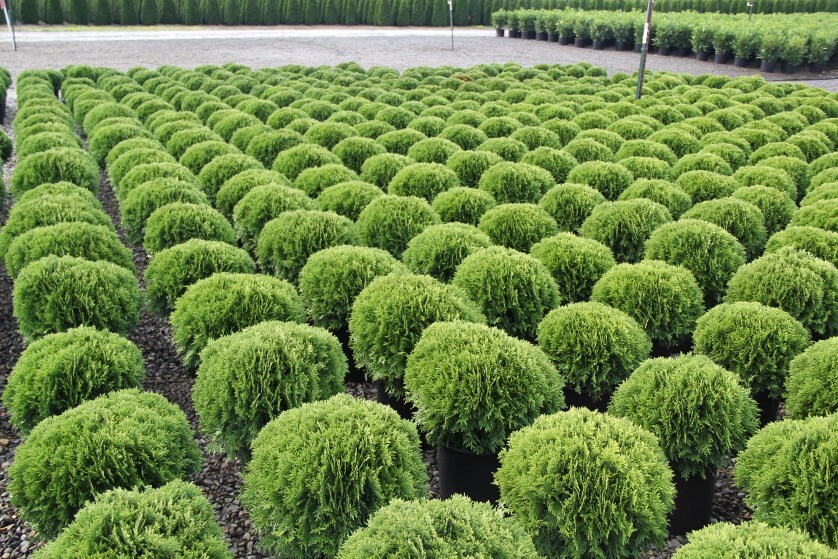 Thuja occidentalis 'Danica'