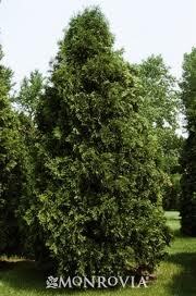 Thuja occidentalis 'Nigra'