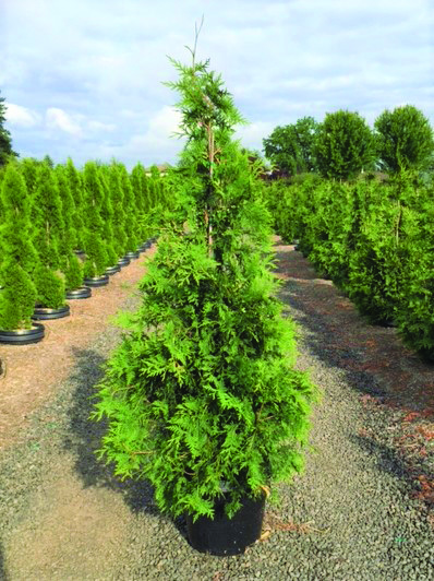 Thuja standishii x plicata 'Green Giant' syn Thuja x 'Gigantoides'