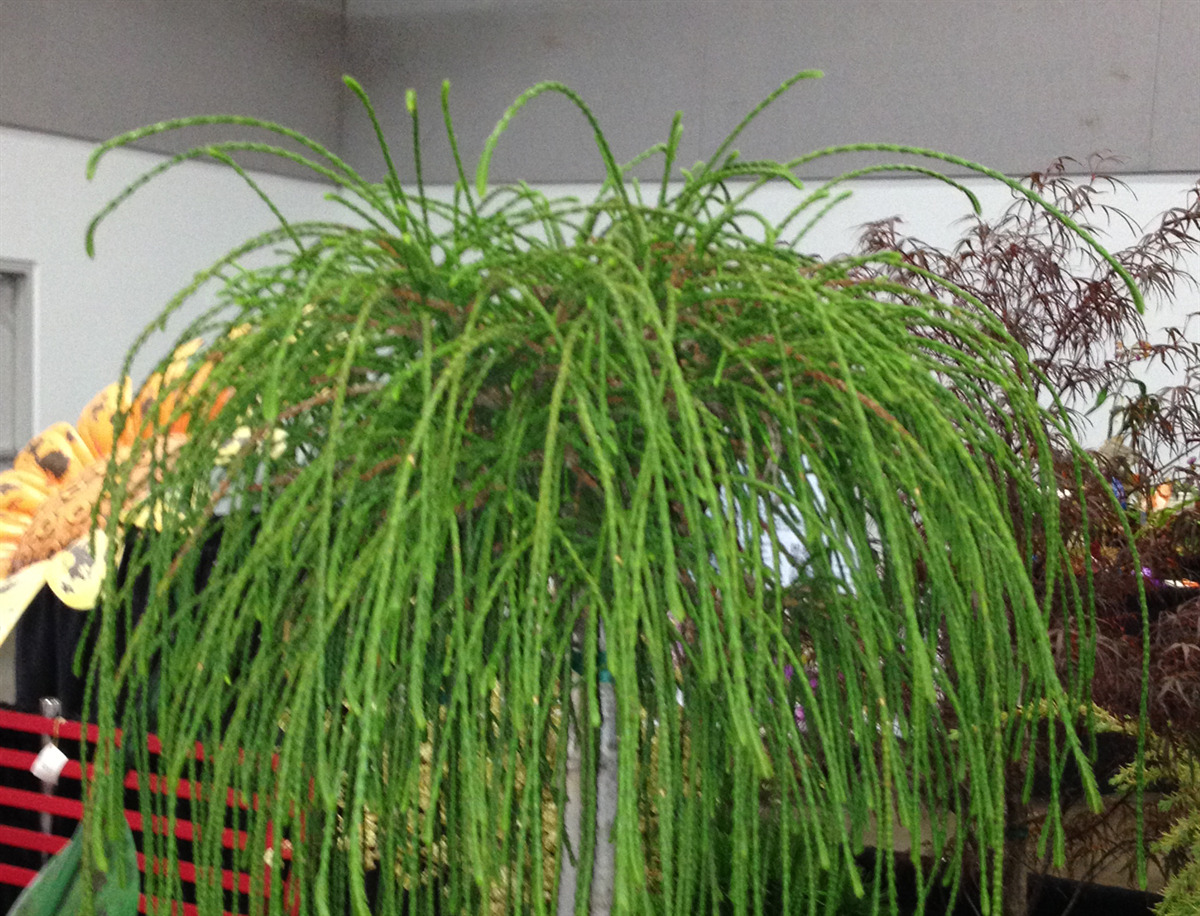 Thuja plicata 'Whipcord'