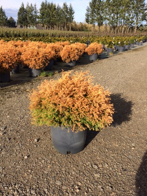 Countryside Nursery | Thuja occidentalis 'Rheingold'
