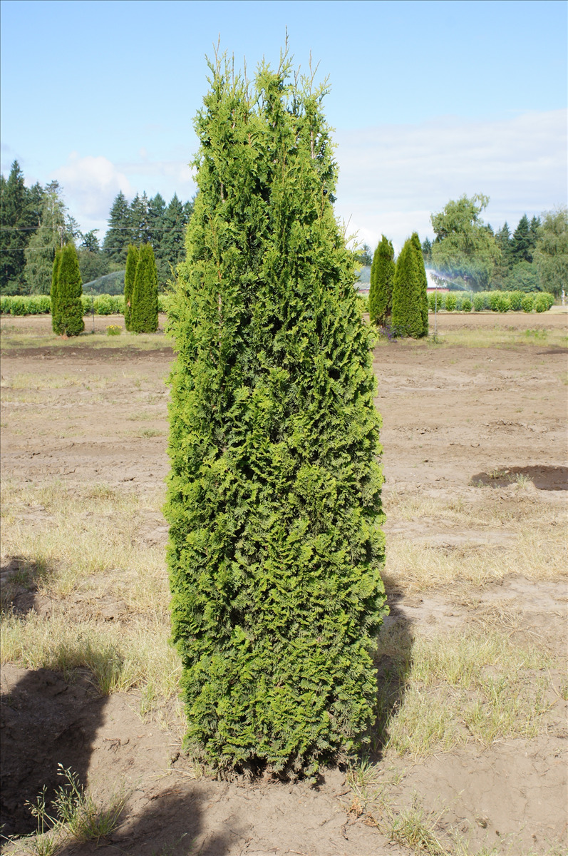 Thuja occidentalis 'Degroot's Spire'