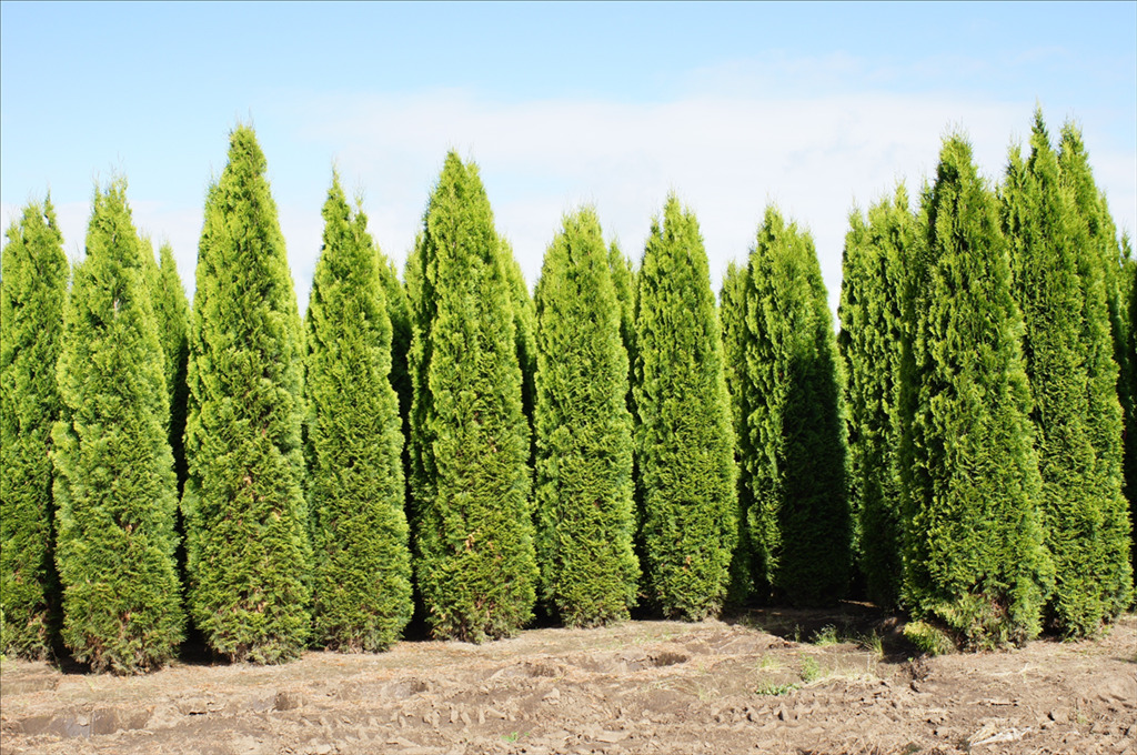 Thuja occidentalis 'Smaragd'