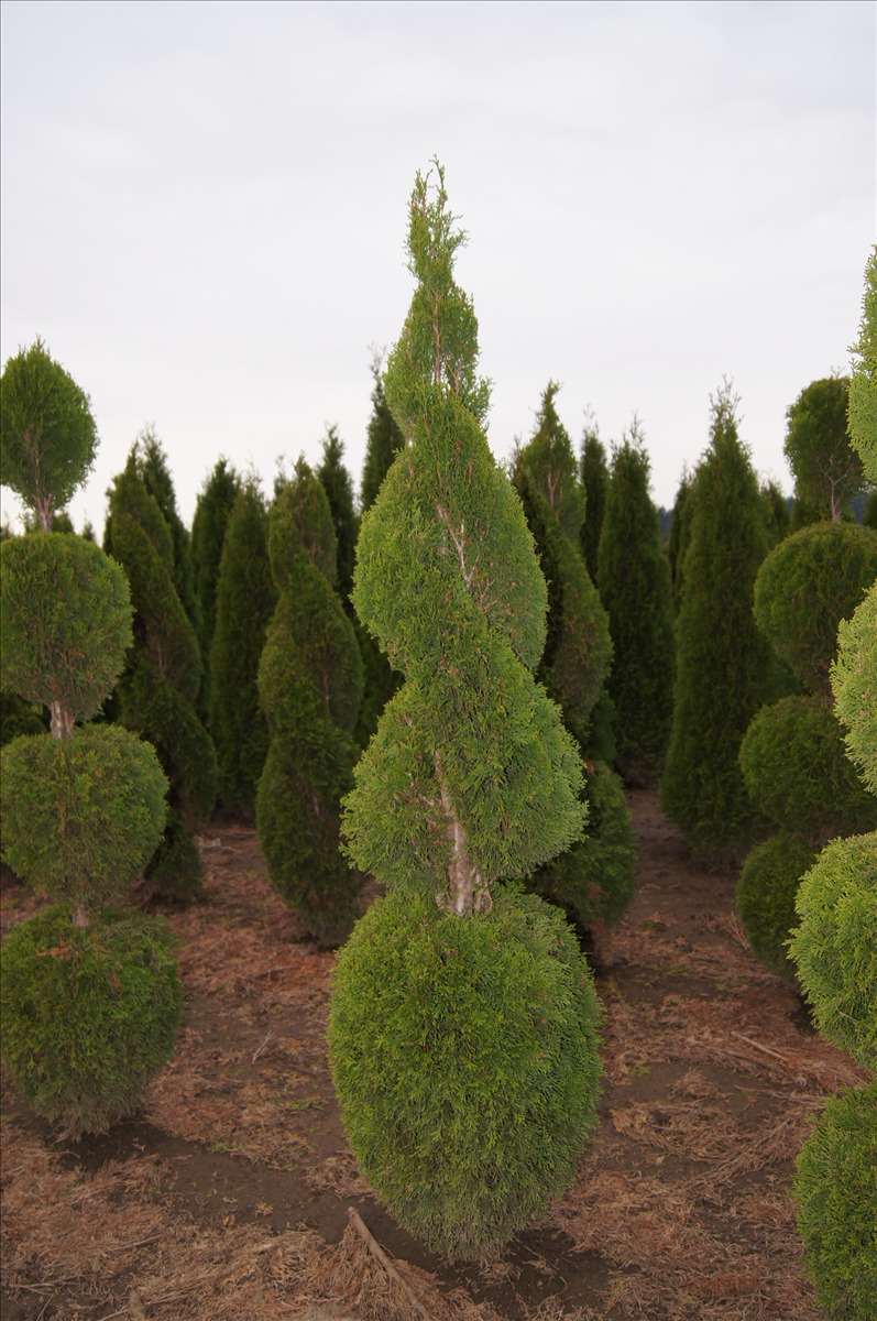 Thuja occidentalis 'Smaragd' Poodle, Tiered & Spiral