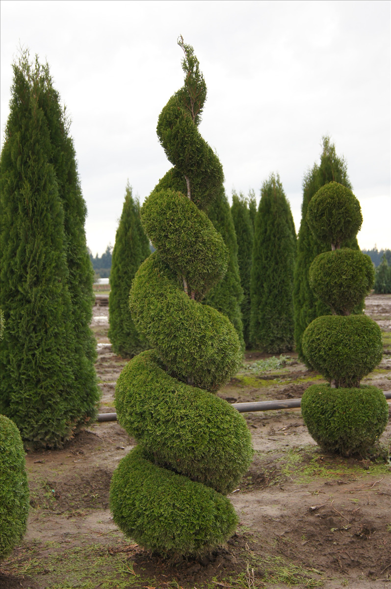Thuja occidentalis 'Smaragd' Poodle, Tiered & Spiral