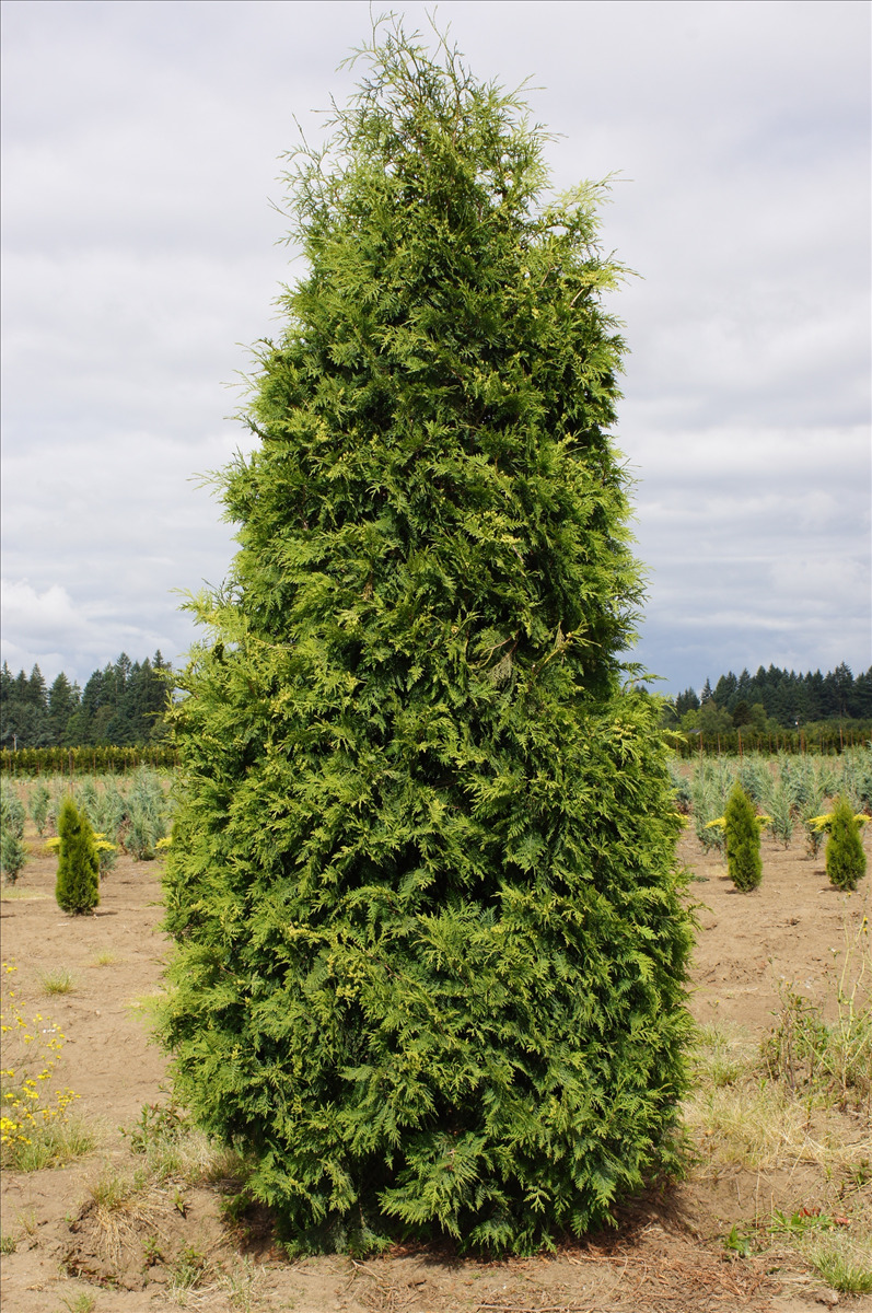 Thuja occidentalis 'Nigra'
