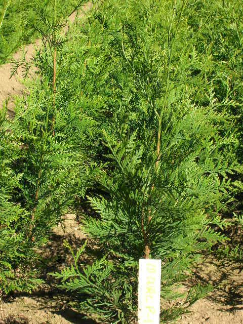 Thuja plicata