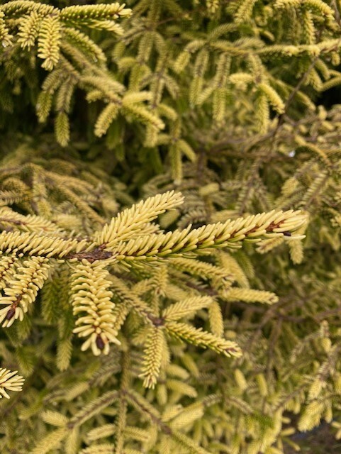 Picea orientalis 'Aurea'