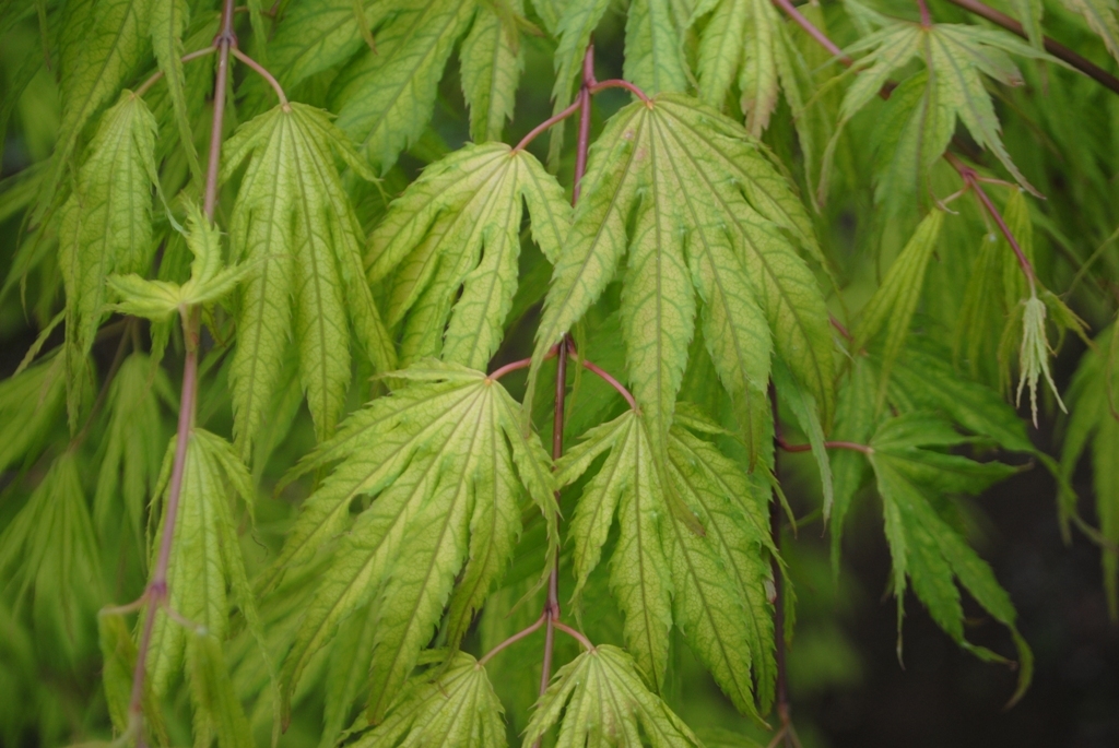 Acer palmatum 'Tiger Rose'