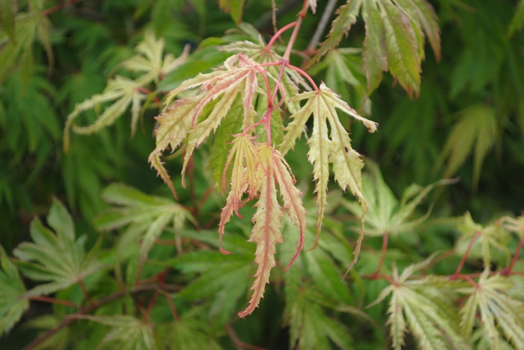 Acer palmatum 'Tiger Rose'