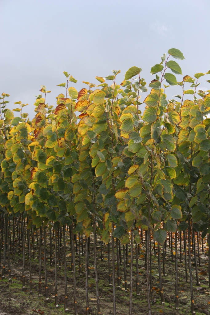 Tilia americana 'Redmond'