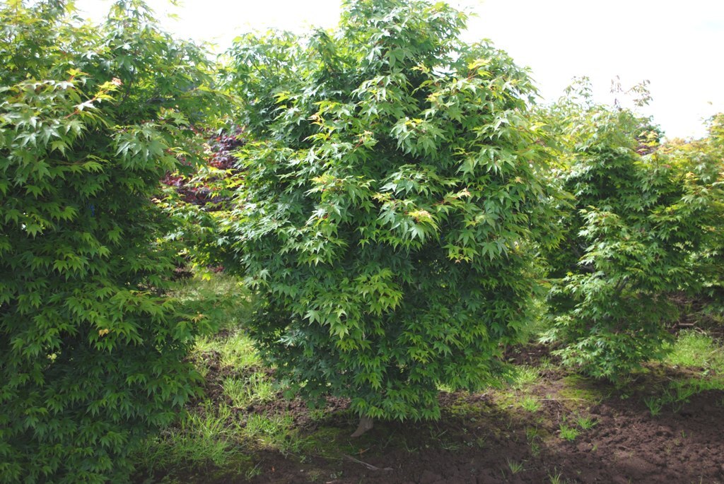 Acer palmatum 'Tobiosho'