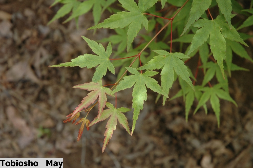 Acer palmatum 'Tobiosho'