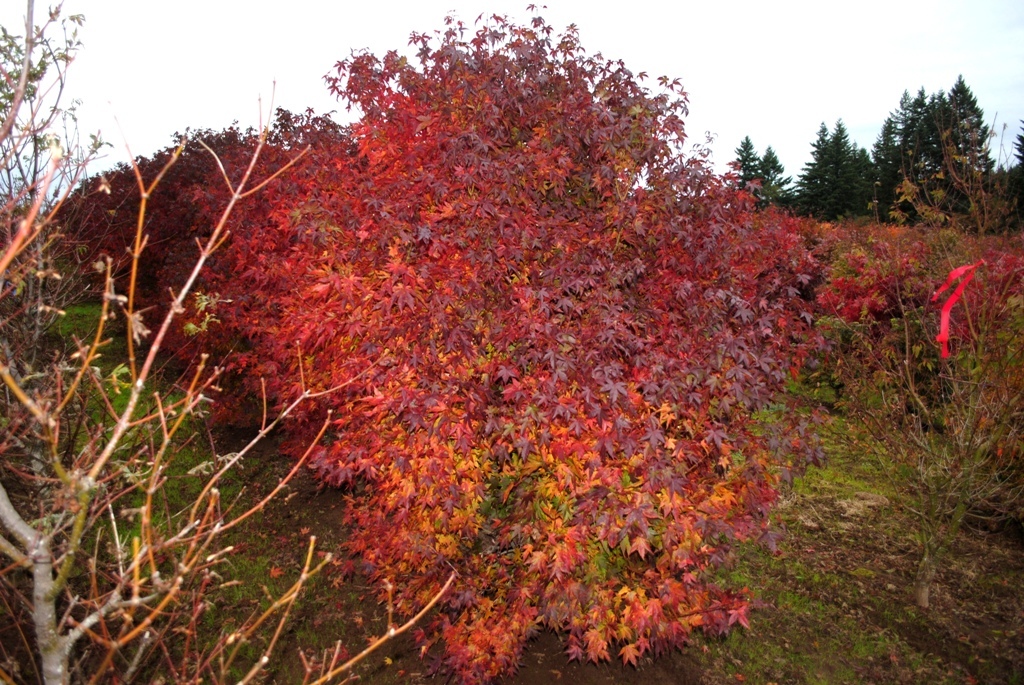 Acer palmatum 'Tobiosho'