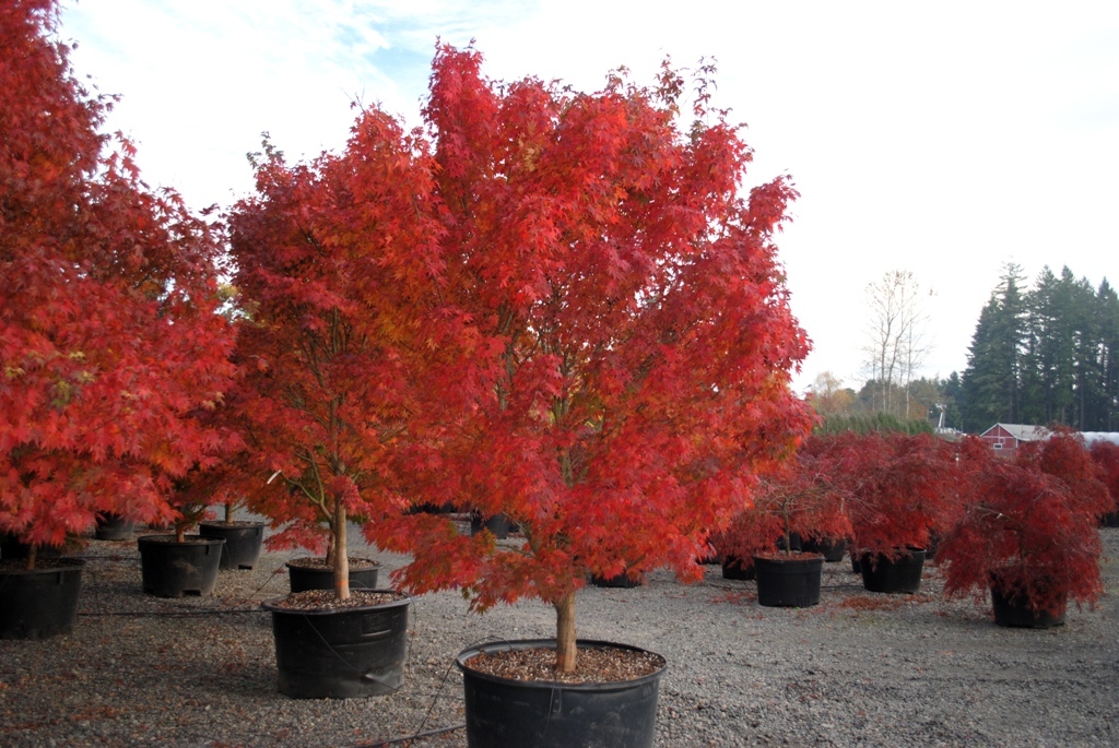Acer palmatum 'Tobiosho'