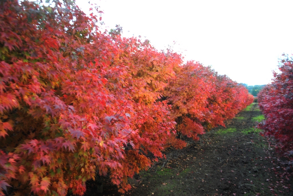 Acer palmatum 'Tobiosho'