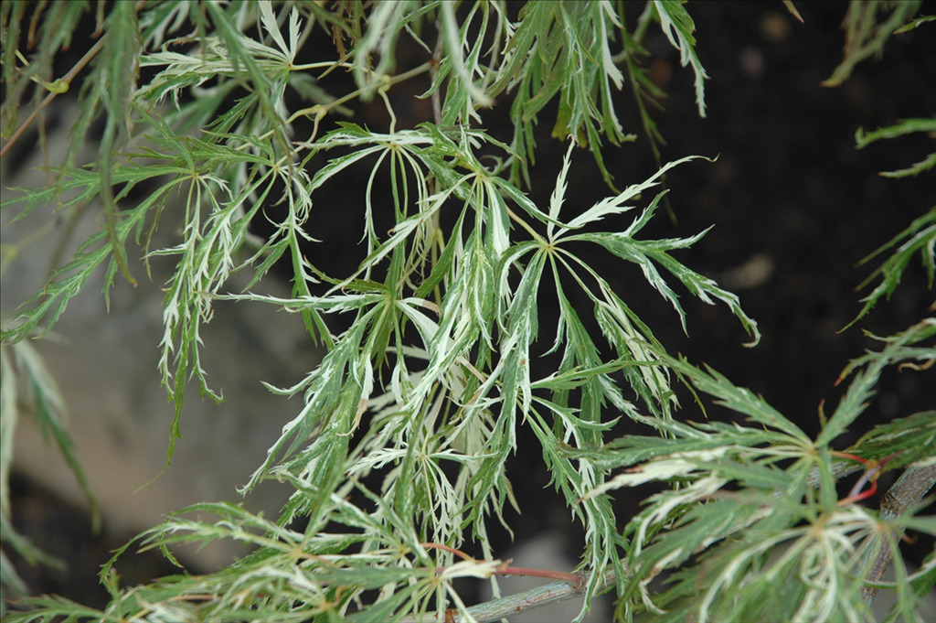 Acer palmatum var. dissectum 'Toyama Nishiki'