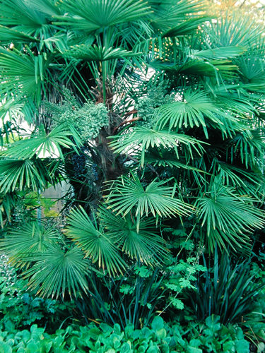 Trachycarpus fortunei