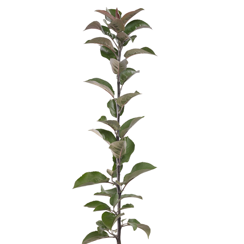 Rootstock Apple Bud - 10