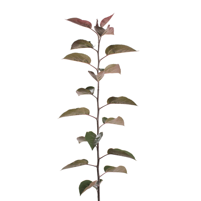 Rootstock Apple Bud-118