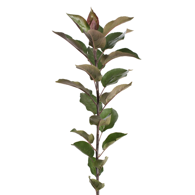 Rootstock Apple Bud- 9