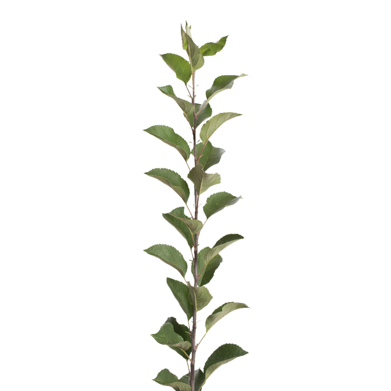 Rootstock Apple EMLA-111