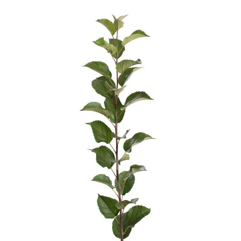 Rootstock Apple EMLA-7