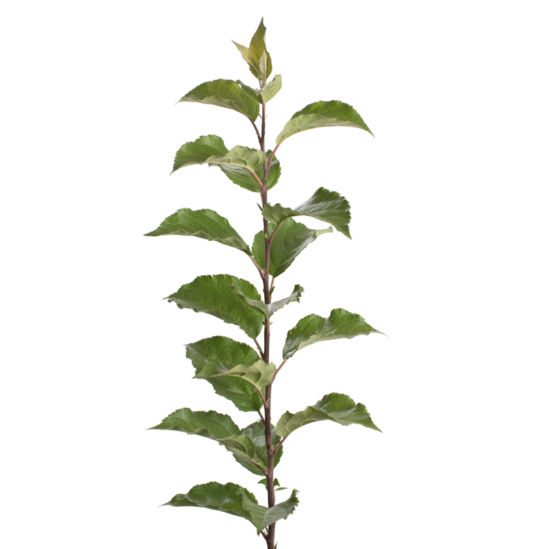 Rootstock Apple Geneva® 11